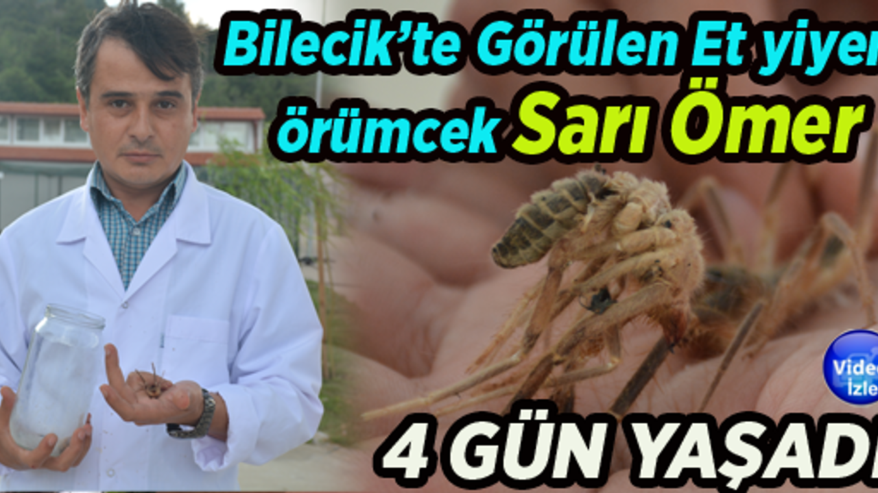 Bilecik’te görülen et yiyen örümcek Sarı Ömer 4 gün yaşadı