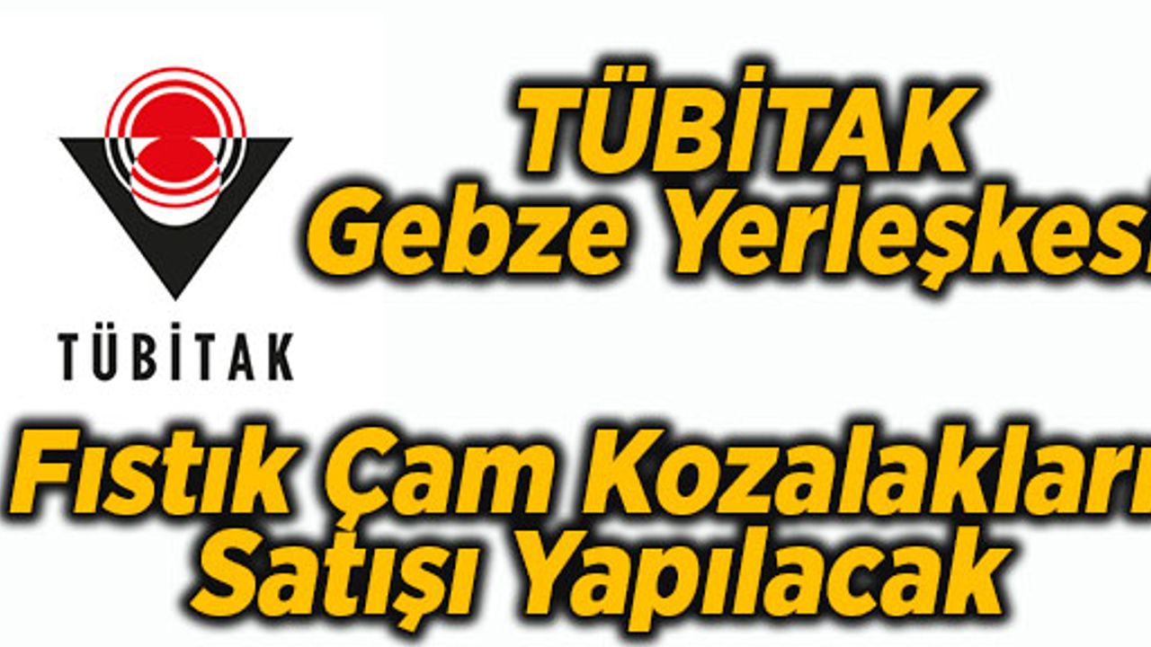 TÜBİTAK Gebze Yerleşkesi Fıstık Çam Kozalakları Satışı Yapılacak