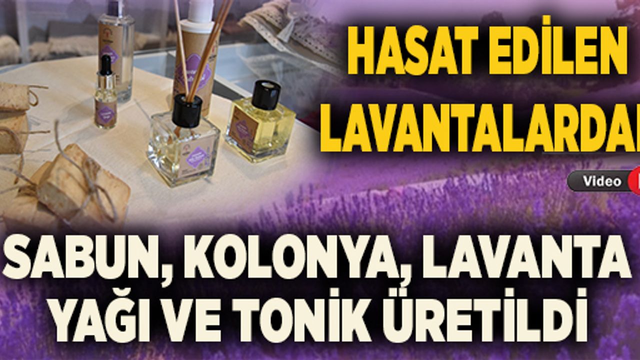HASAT EDİLEN LAVANTALARDAN; SABUN, KOLONYA, LAVANTA YAĞI VE TONİK ÜRETİLDİ