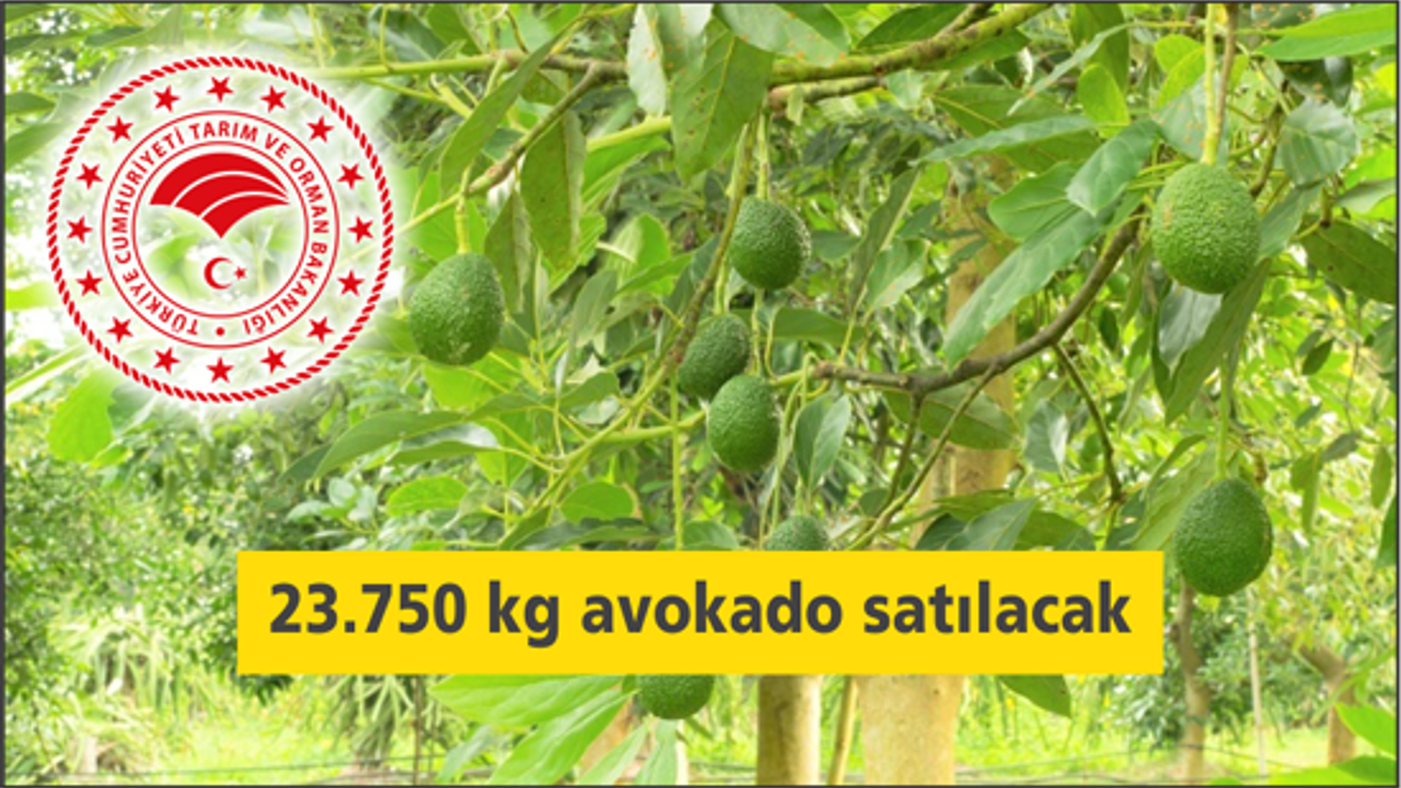 23.750 kg avokado satılacak
