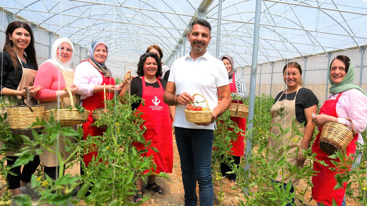 Sivrihisarlı kadınlar ilk domates hasadını gerçekleştirdi