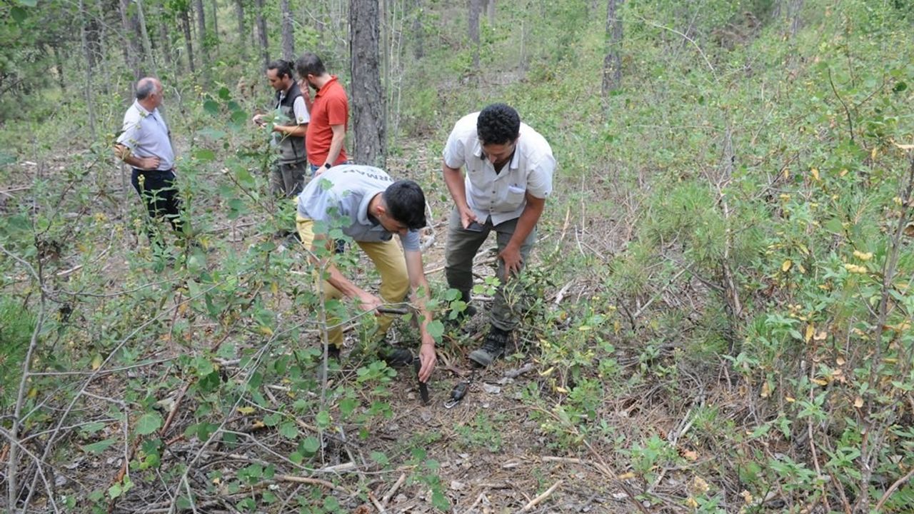'Ulusal Orman Envanteri' çalışmaları başladı