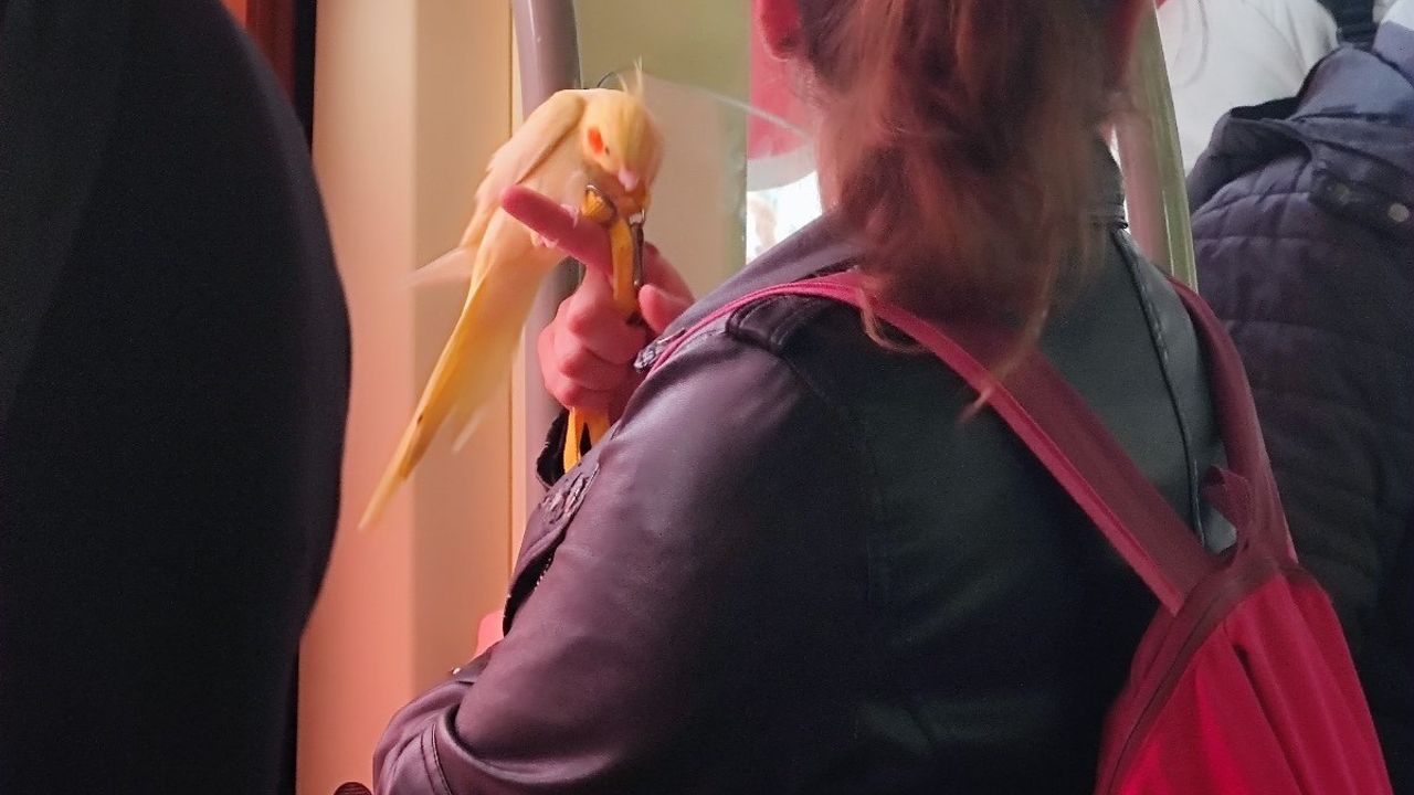 Tramvayda kuş ile yolcunun iç ısıtan görüntüsü