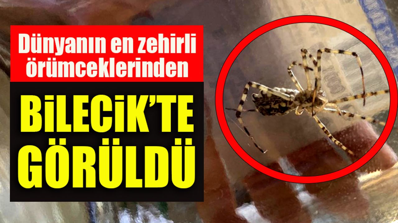 Dünyanın en zehirli örümceklerinden Bilecik'te görüldü