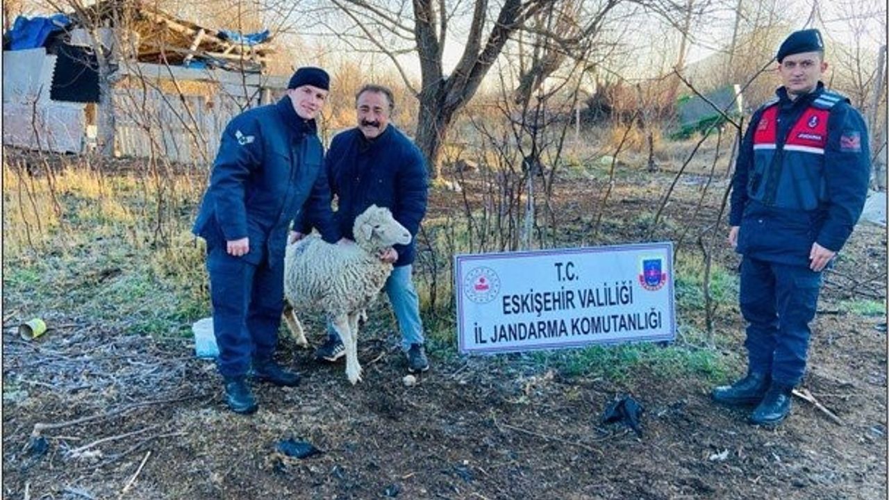 Çalınan koyunlar jandarma tarafından Ankara’da bulundu