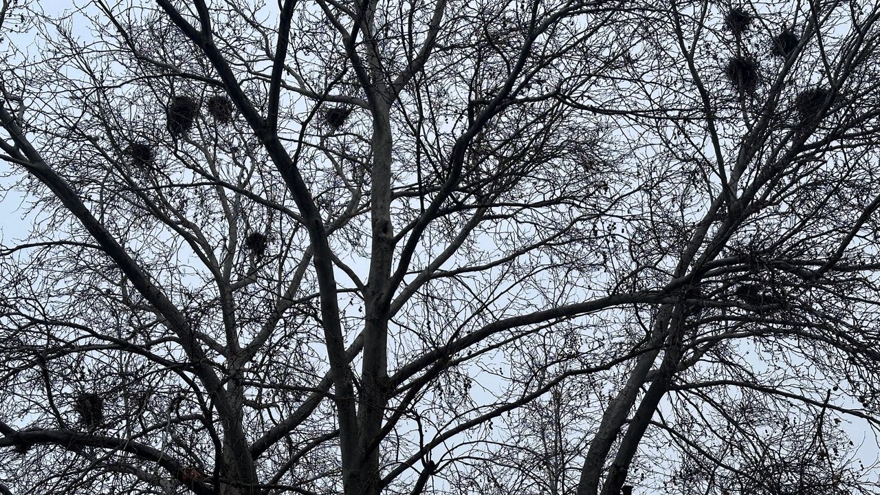 Kuş yuvalarına ev sahipliği yapan ağaç dikkat çekiyor