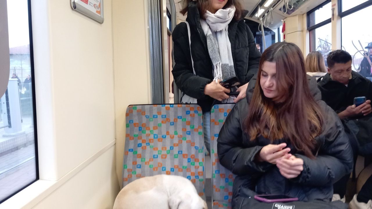 Soğukta üşüyen köpek sıcak tramvaya sığındı