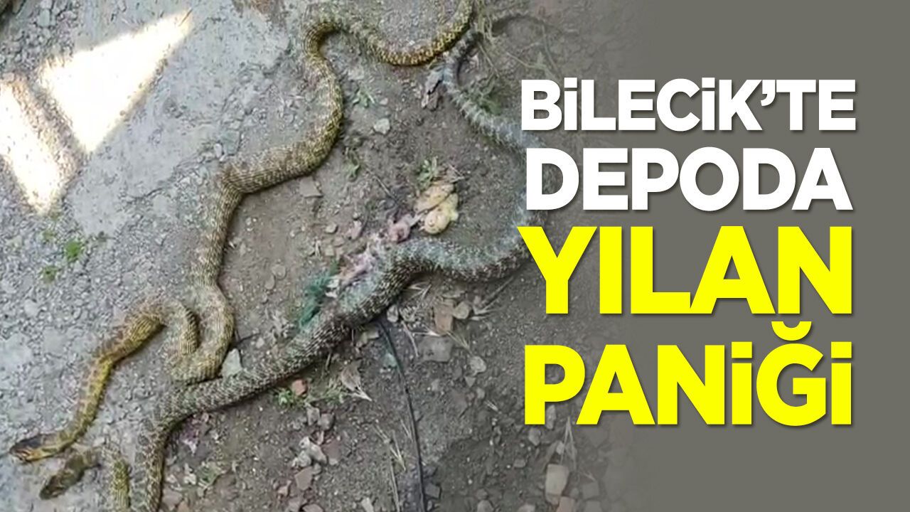 Bilecik'te Depoda Yılan Paniği