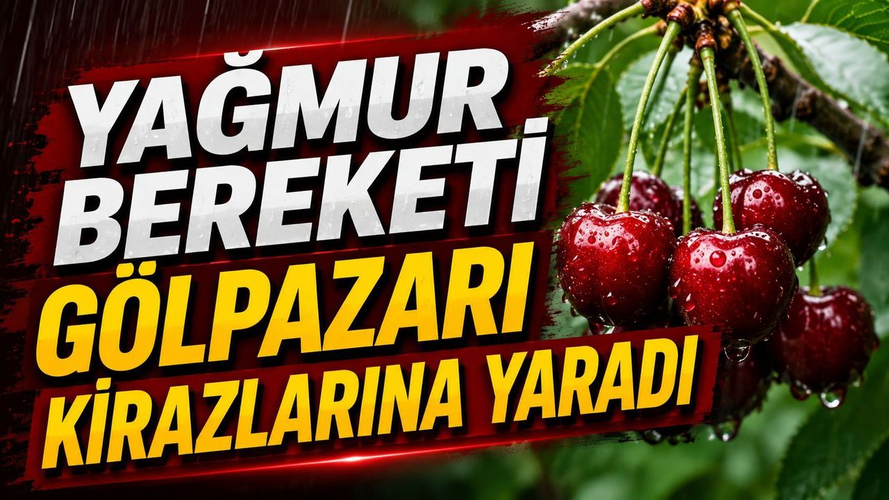 Yağmur Bereketi Gölpazarı Kirazlarına Yaradı