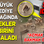 BOZÜYÜK BELEDİYE BARINAĞINDA KÖPEKLER BİRBİRİNİ PARÇALADI!