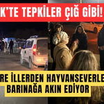 BOZÜYÜK’TE TEPKİLER ÇIĞ GİBİ: ÇEVRE İLLERDEN HAYVANSEVERLER BARINAĞA AKIN EDİYOR!