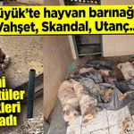 Bozüyük'te hayvan barınağında vahşet, skandal, utanç...