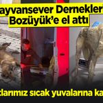 Hayvansever Dernekleri Bozüyük'e el attı