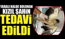 Yaralı yavru 'kızıl şahin' tedavi altına alındı