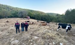Kayıp 15 büyükbaş jandarma tarafından sahiplerine teslim edildi