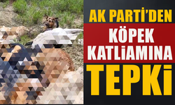 AK PARTİ’DEN KÖPEK KATLİAMINA TEPKİ