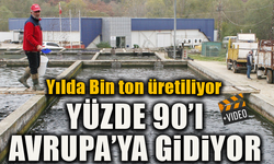 YILDA BİN TON ÜRETİLİYOR