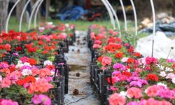 Yetiştirilen 20 bin çiçek kampüsü süslemeye başladı