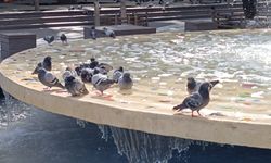Sıcaktan bunalan güvercinler havuzda keyif yaptı