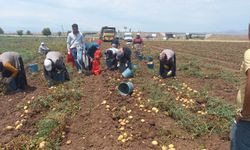 40 bin dekar alanın üzerinde ekimi yapılan patates hasadı başladı