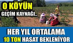 O KÖYÜN GEÇİM KAYNAĞI.. HER YIL ORTALAMA 10 TON HASAT BEKLENİYOR