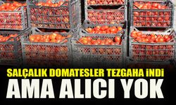 SALÇALIK DOMATESLER TEZGAHA İNDİ AMA ALICI YOK