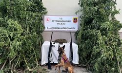 ESRAR VE KENEVİR YAKALANDI