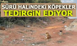 SÜRÜ HALİNDEKİLER KÖPEKLER TEDİRGİN EDİYOR