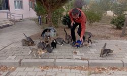 ESNAF, 30 SOKAK KEDİSİNE BAKIYOR