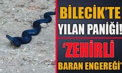 BİLECİK'TE YILAN PANİĞİ! 'ZEHİRLİ BARAN ENGEREĞİ'