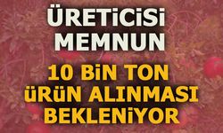 ÜRETİCİSİ MEMNUN, 10 BİN TON ÜRÜN ALINMASI  BEKLENİYOR