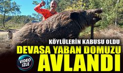 KÖYLÜLERİN KABUSU OLDU  DEVASA YABAN DOMUZU AVLANDI