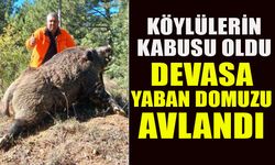 KÖYLÜLERİN KABUSU OLDU  DEVASA YABAN DOMUZU AVLANDI