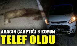 ARACIN ÇARPTIĞI 3 KOYUN TELEF OLDU