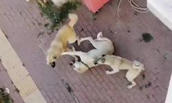 BİLECİK'TE VATANDAŞLAR SAHİPSİZ KÖPEK KORKUSUNDAN SOKAĞA ÇIKAMIYOR