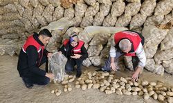 TUNUS VE AZERBAYCAN’A YAKLAŞIK 300 TON PATATES İHRACATI YAPILDI