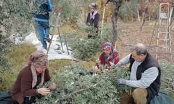 ÇİFTÇİLER DÖNÜMDEN 2 TON ZEYTİN ALDI, YÜZLERİ GÜLDÜ