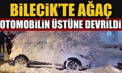 Bilecik'te ağaç otomobilin üstüne devrildi