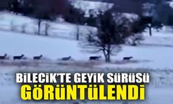 BİLECİK’TE GEYİK SÜRÜSÜ GÖRÜNTÜLENDİ