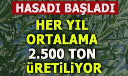 HASADI BAŞLADI! HER YIL ORTALAMA 2.500 TON ÜRETİLİYOR