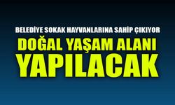 BELEDİYE SOKAK HAYVANLARINA SAHİP ÇIKIYOR  DOĞAL YAŞAM ALANI YAPILACAK