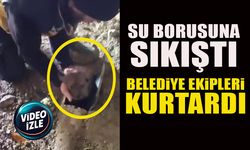 SU BORUSUNA SIKIŞTI   BELEDİYE EKİPLERİ KURTARDI