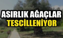 ASIRLIK AĞAÇLAR TESCİLLENİYOR