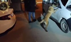 NARKOTİK KÖPEĞİ YAKALADI