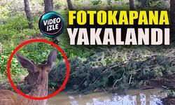 FOTOKAPANA YAKALANDI