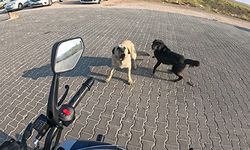 Seyir halindeki motosiklete 3 başıboş köpeğin saldırı anı kask kamerasına yansıdı