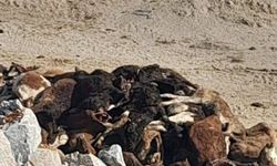 35 büyükbaş hayvan telef olmuş halde bulundu