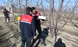 Ekili alanlarda hastalık ve zararlıların takibi devam ediyor