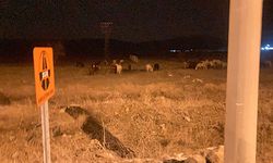 YILKI ATLARI ŞEHİR MERKEZİNE İNDİ