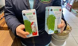 KAHVE ALTERNATİFİ OLAN MATCHA ÇAYINA TALEP ARTIYOR